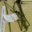 site21emergent common burreed